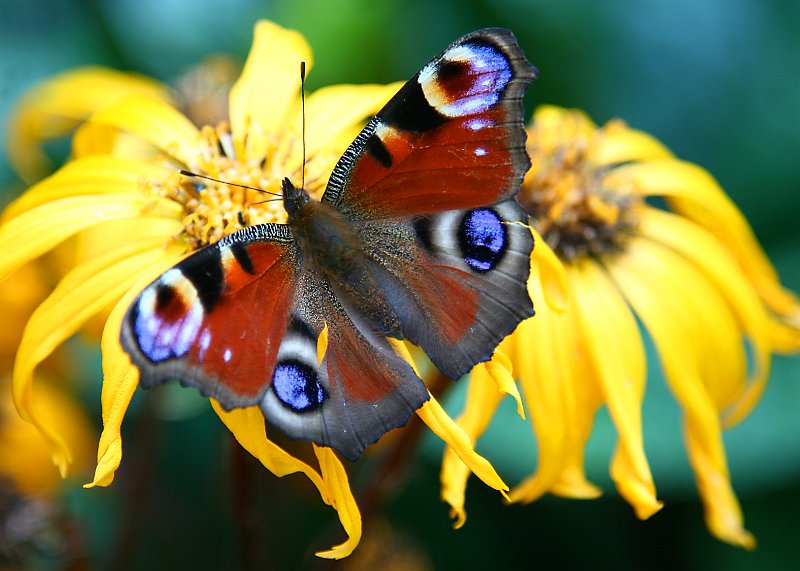 Red Admiral.jpg